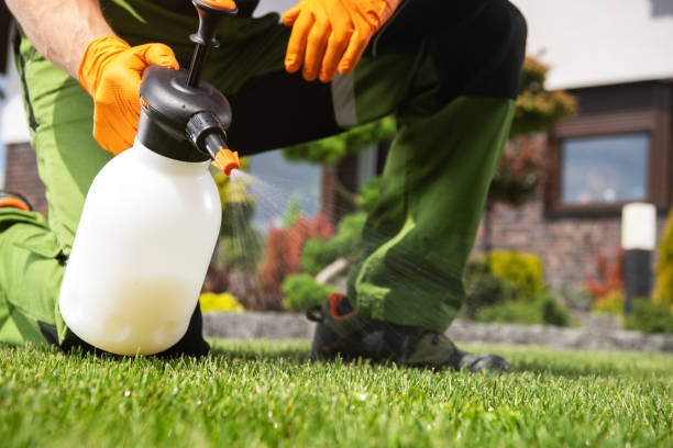 Best Wasp Removal Services  in Covelo, CA