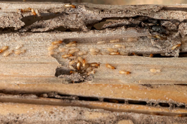 Best Ant Control Services  in Covelo, CA